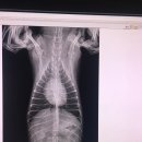 일마레 동물 메디컬 센터 이미지