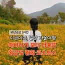 하남초(해바라기공원1) | 밀양 가을 여행 해바라기 꽃단지 황화 코스모스 명소 당일치기 후기