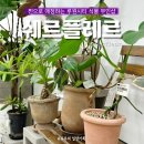 쉐르플레르