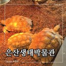 서동로 | 은산어울림생태박물관 오산 가볼만한 곳 양서류 파충류 실내체험 내돈내산 후기