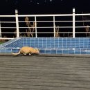 메르온수수영장펜션