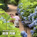푸른동산보호작업장 | [광주 비채카페] 푸른 수국 동산 개화율 정보 🌸 아기랑 주말 나들이 가기 좋은 카페