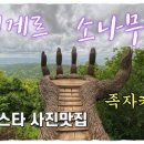 소나무메디 네이버블로그