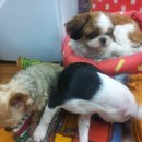 순돌뭐하니 이미지