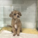 초원애견샵 이미지