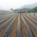 광주동농장 Daum카페