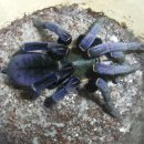 코발트블루 이미지