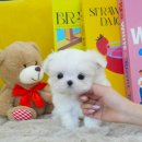 부산강아지분양 테디럽 명지본점 이미지