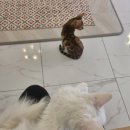 오묘고양이카페&호텔&미용
