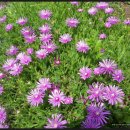 포도향기 이미지