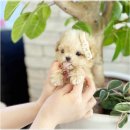 강아지분양 애견입양 아이러브독 수원점 말티푸미니비숑포메 | 영통 강아지분양 아이러브독에서 만난 귀여운 말티푸와 미니비숑의 매력