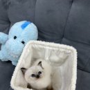 수원-0918 | 독스캣 강아지입양 고양이분양 수원점 수원고양이분양 방문 후기 🐶