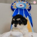 은아 펫 타운 이미지