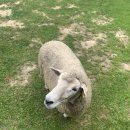 가주목장 이미지