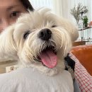 네일더초롱 | 강아지 안과 / 청담눈초롱안과동물병원 각막 궤양 시술 백내장
