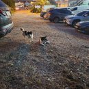 꽃지아라 이미지