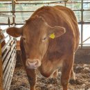 삼성한우농장 이미지