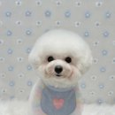 아몬드 몽몽 이미지