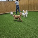 가치있개 반려견 유치원 | 제2회 가치있개 반려견유치원 소풍