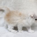 My Love Cat(마이러브캣) 이미지