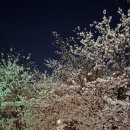 안양천 | 서울 양평역 안양천 벚꽃축제 야간 후기(25.4.10방문)