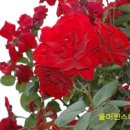 푼다리카 이미지