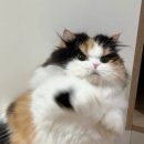 냥냥펀치 네이버블로그