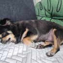 멍냥펫쌀롱 이미지