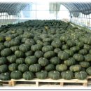 기절초풍 단호박 , 햇호두 판매합니다. 이미지