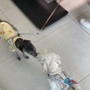 온리동물병원 이미지