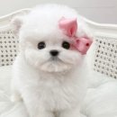 마이도그 강아지분양 울산본점 이미지