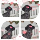 댕댕이 미장원 이미지