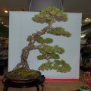 분재전시회 이미지