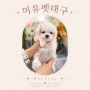 믿음환경 - 광진구 긴고랑로31길 28 | 대구칠곡말티즈분양 드디어 찾은 믿음 가는 곳 후기