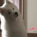 강남숯불갈비 이미지