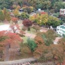 옥정 느티나무길 이미지