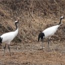 재인폭포와 두루미 이미지