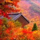 단풍