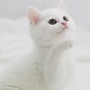 신월동070 이미지