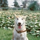 웃는 강아지 이미지