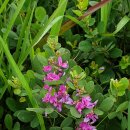 들꽃이 있는 바다 이미지