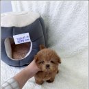 강아지분양 고양이분양 멍앤냥 수원점 이미지