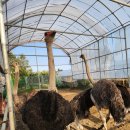 타조사육장 이미지