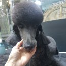 그루밍 캐나다 이미지