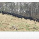 진안흑염소 농장 이미지