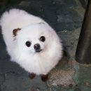 더마블링 이미지