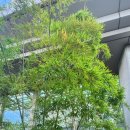 디오크(The oak) 이미지