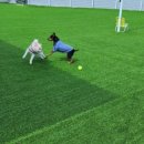 에브리댕댕 이미지