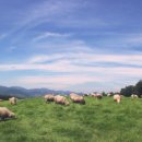 군포교회 이미지