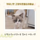 커뮤니캣 고양이 호텔&미용실 네이버블로그